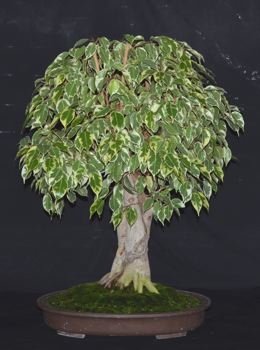 Ficus benjamina variegate